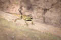 Southern rock agama Agama atra lizard lying in the sun on a rock, South Africa Royalty Free Stock Photo