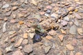 Southern rock agama Agama atra lizard lying in the sun on a rock Royalty Free Stock Photo