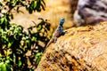 Southern Rock Agama lizard, or Agama Atra Royalty Free Stock Photo