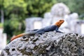Southern rock agama lizard sitting on rock, a blue, red and orange lizard.