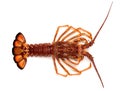 Southern rock lobster of South Australia