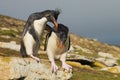 Southern rockhopper penguin encourages another penguin to jump