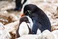 Southern rockhopper penguin with cute chick, New Island, Falkland Islands