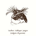 Southern rockhopper penguin Eudyptes chrysocome head portrait. Ink black and white doodle drawing