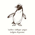 Southern rockhopper penguin Eudyptes chrysocome standing. Ink black and white doodle drawing