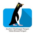 Southern rockhopper penguin standing on the ground