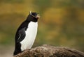 Southern rockhopper penguin standing on a rock against colorful background Royalty Free Stock Photo