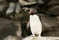 Southern rockhopper penguin standing on a rock