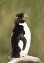 Southern rockhopper penguin standing on a rock Royalty Free Stock Photo