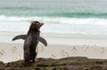 Southern rockhopper penguin standing on a rock Royalty Free Stock Photo