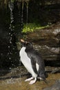 Southern rockhopper penguin taking shower under a stream of water Royalty Free Stock Photo