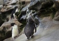 Southern rockhopper penguin taking shower under a stream of water Royalty Free Stock Photo