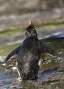 Southern rockhopper penguin taking shower under a stream of water Royalty Free Stock Photo