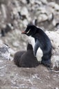 Southern Rockhopper penguin with twin fledgling Royalty Free Stock Photo