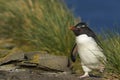 Rockhopper Penguins on Bleaker Island in the Falkland Islands