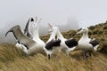 Southern Royal Albatross (Diomedea epomophora ) Royalty Free Stock Photo