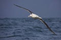 Southern royal albatross in flight, New Zealand Royalty Free Stock Photo