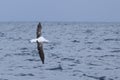 Southern Royal Albatross, Diomedea epomophora, in flight Royalty Free Stock Photo
