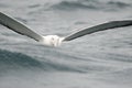 Southern royal albatross Diomedea epomophora.