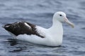 Southern Royal Albatross, Diomedea epomophora, at sea Royalty Free Stock Photo