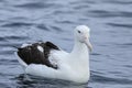 Southern Royal Albatross, Diomedea epomophora, at sea Royalty Free Stock Photo