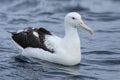 Southern Royal Albatross, Diomedea epomophora Royalty Free Stock Photo