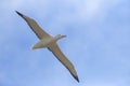 Southern Royal Albatross, Diomedea epomophora Royalty Free Stock Photo