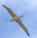 Southern Royal Albatross, Diomedea epomophora Royalty Free Stock Photo