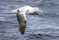 Southern Royal Albatross, Diomedea epomophora Royalty Free Stock Photo