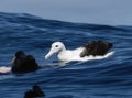 A Southern Royal Albatross, Diomedea epomophora ssp. epomophora, gracefully floating on the water surface in South Africa Royalty Free Stock Photo