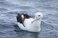 Southern Royal Albatross, Diomedea epomophora, on water Royalty Free Stock Photo