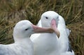 Southern Royal Albatross, diomedea melanophris, Pair Courting, Antarctica