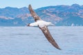 Southern royal albatross in flight near Kaikoura, New Zealand