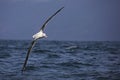 Southern royal albatross in flight off the coast of New Zealand