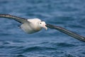 Southern royal albatross in flight over New Zealand waters