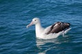 Southern royal albatross, Kaikoura, New Zealand