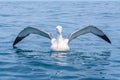 Southern royal albatross near Kaikoura, New Zealand