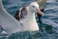 Southern royal albatross ready to take off, New Zealand