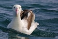 Southern royal albatross swimming in New Zealand waters
