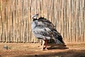 Southern Screamer bird located at the Phoenix Zoo, in Phoenix, Arizona, United States Royalty Free Stock Photo