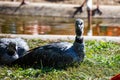 Southern screamer. Bird and birds. Water world and fauna. Wildlife and zoology Royalty Free Stock Photo