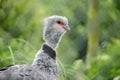 Southern Screamer Bird Chauna Torquata Horizontal Profile Head Royalty Free Stock Photo