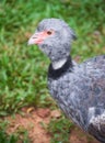 Southern Screamer bird, at Iguassu Falls Royalty Free Stock Photo