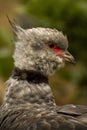 Southern Screamer Bird