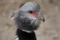 The southern Screamer, bird of South America, bird with black collar Royalty Free Stock Photo