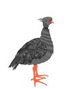 Southern screamer bird vector illustration isolated on white background. Chauna torquata. Chaja or crested screamer, big gray bird Royalty Free Stock Photo
