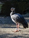 Southern screamer, Chauna cristata, with a black collar around his neck Royalty Free Stock Photo