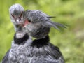 Southern screamer, Chauna cristata, portrait of couple in courtship