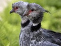 Southern screamer, Chauna cristata, portrait of couple in courtship