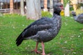 Southern screamer, Chauna torquata Royalty Free Stock Photo